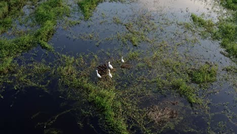 Rotating-aerial-drone-shot-of-a-small-group-of-egrets-resting-on-natural-marshes-in-the-man-made-Guarapiranga-Reservoir-in-the-southern-part-of-São-Paulo,-Brazil-with-shallow-water-reflecting-the-sun