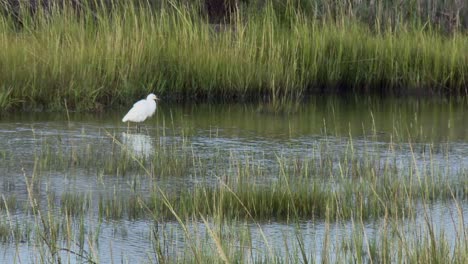 Garceta-Pequeña-Caminando-Por-El-Humedal-En-El-Refugio-Nacional-De-Vida-Silvestre-De-Blackwater-En-Maryland,-EE.UU.