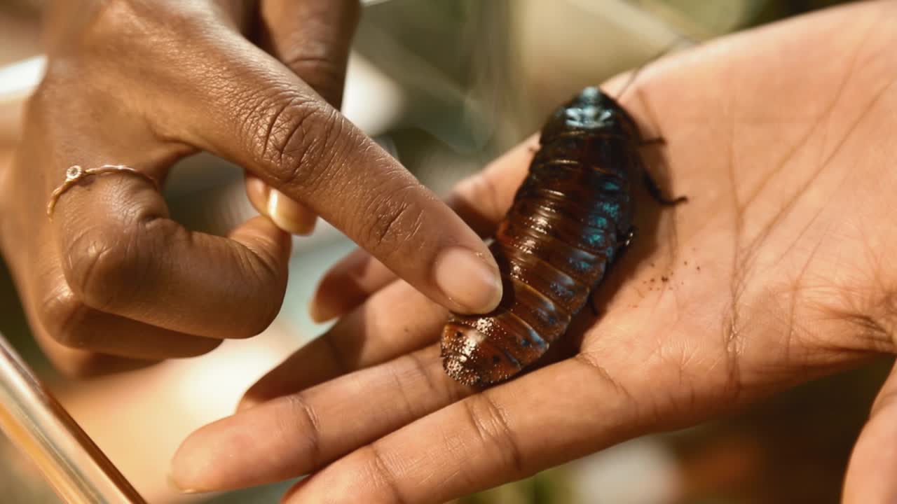 Lady holding madagascar hissing cockrach in hand and rubbing its back with finger. Handheld shot. Close up.