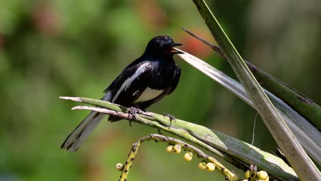 la urraca-robin oriental es un ave paseriforme muy común en tailandia en la que se puede ver en cualquier lugar