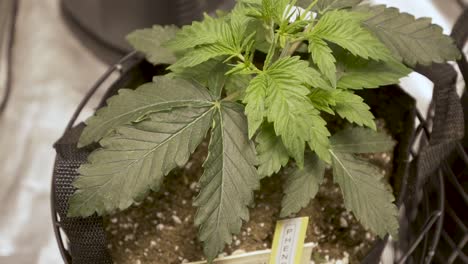 garden bag with a healthy and fresh cannabis plant