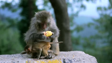 portrait of two balinese macaques sitting on stone wall