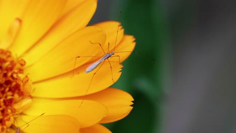 static close-up shot of a dipteran on a common marigold flower