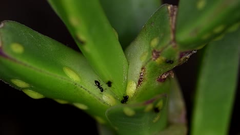 Diminutas-Hormigas-Del-Género-Brachymyrmex-Se-Alimentan-Del-Líquido-Secretado-Por-Las-Cochinillas-En-Una-Planta-Suculenta