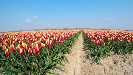 timelapse of a field with tulips in holland