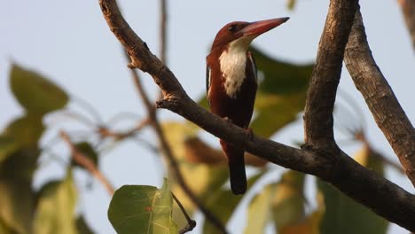 kingfisher-waiting-for-pray-.