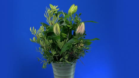 vase of unopened flowers isolated on bluescreen