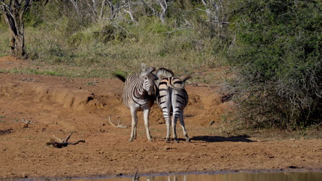 Two-zebras,-one-wounded,-cuddling-near-the-river,-in-the-Kruger-National-Park,-in-South-Africa