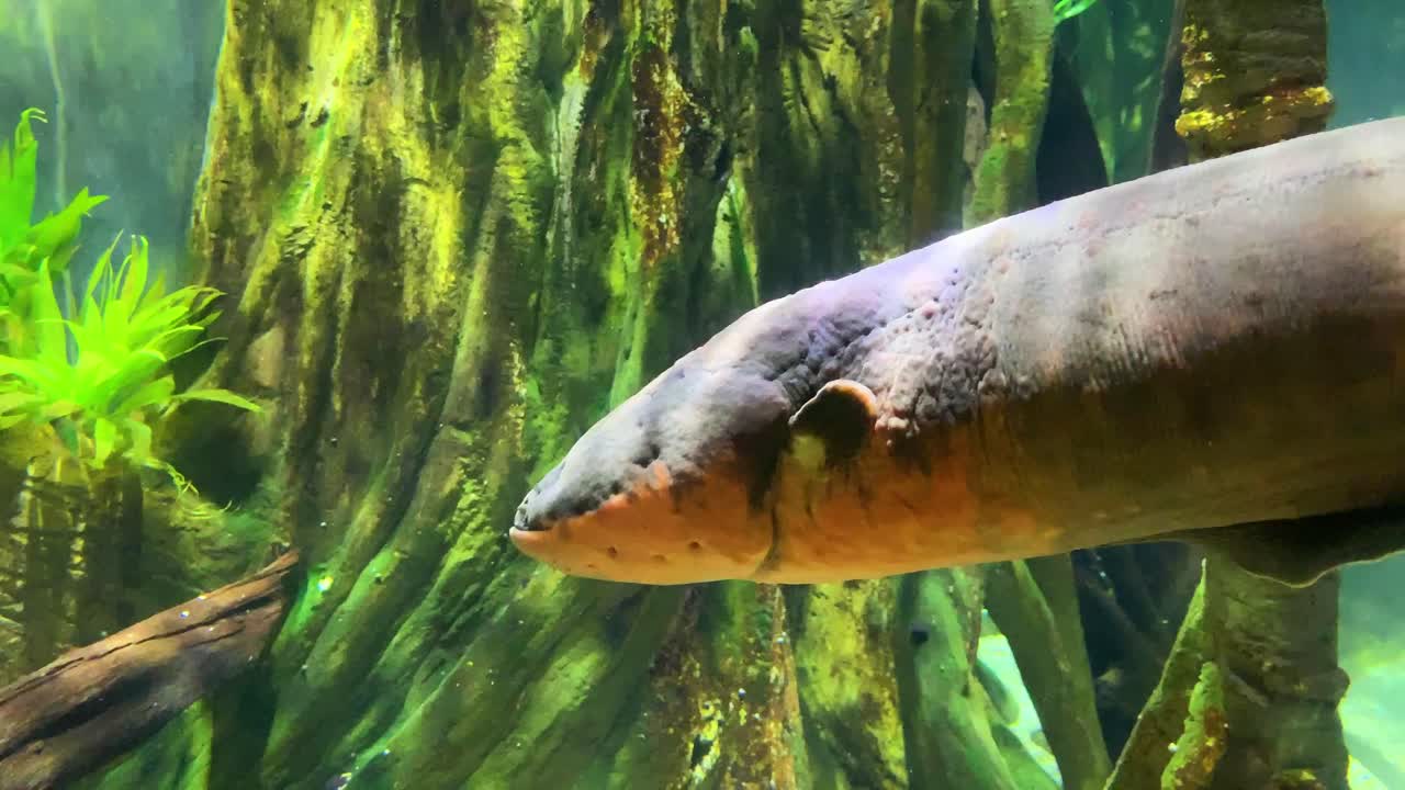 Electric eels underwater Electric eels underwater