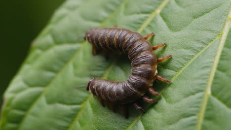 oruga en una hoja
