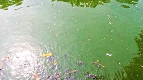 koi swimming gracefully in a serene pond