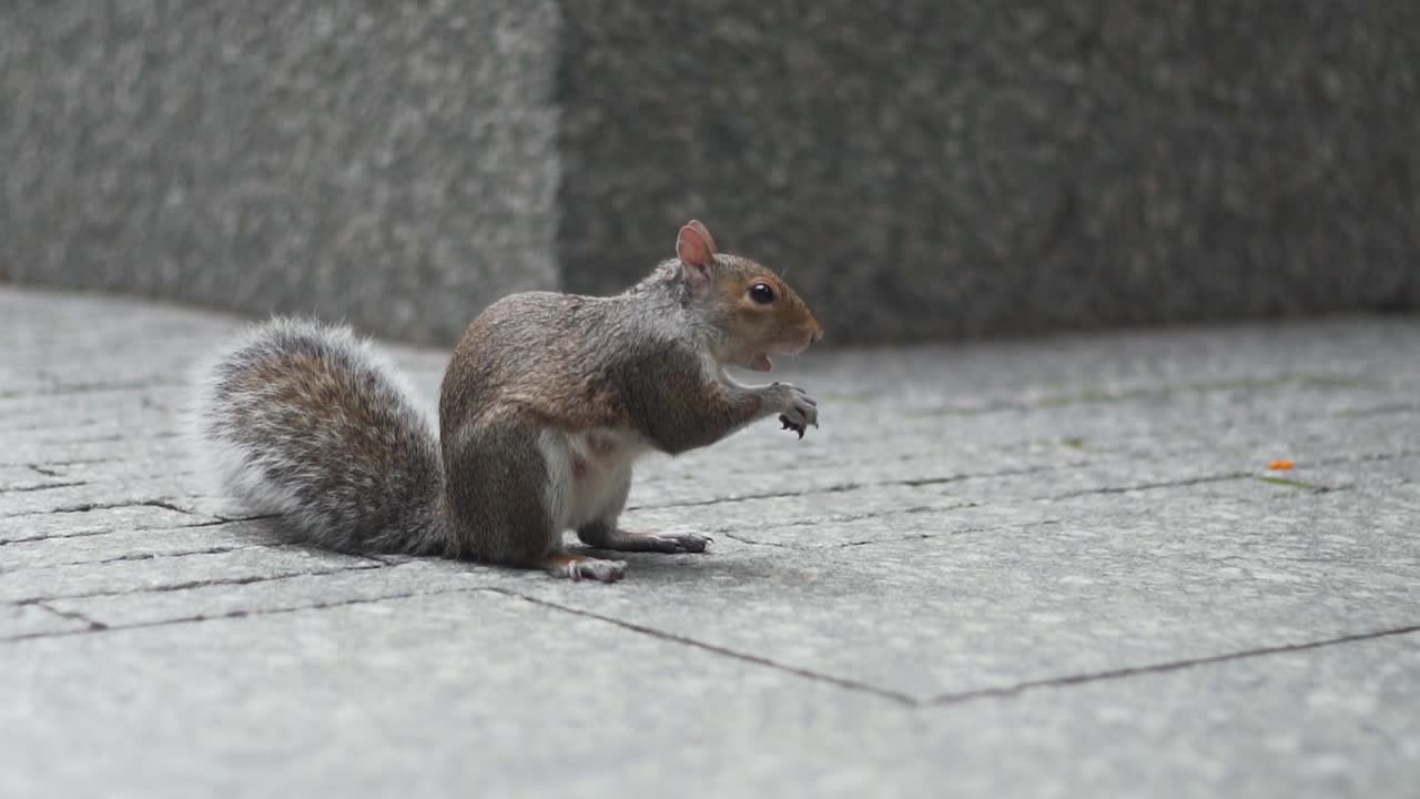 Primo piano di uno scoiattolo adorabile