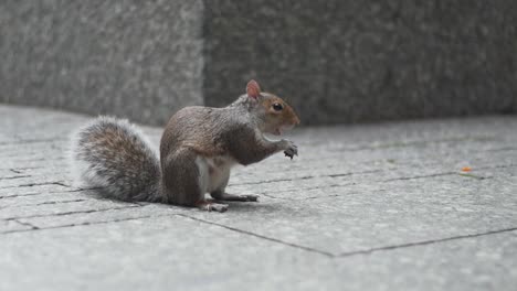 Entzückendes-Eichhörnchen-Aus-Nächster-Nähe