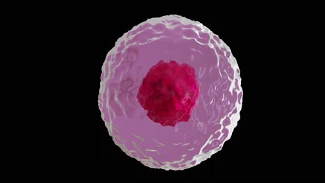 animation of micro of red and pink cell on black background