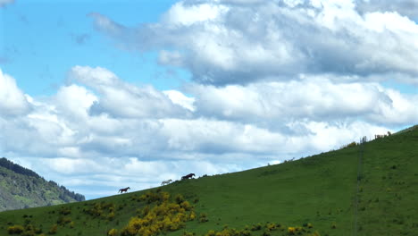 aerial drone shot of four horses walking along the top of a hill ridgeline against white clouds in new zealand
