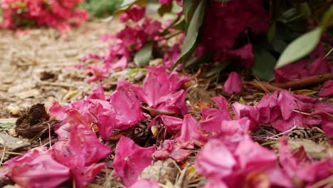 Overblown,-faded-flowers-falling-on-the-ground,-close-up