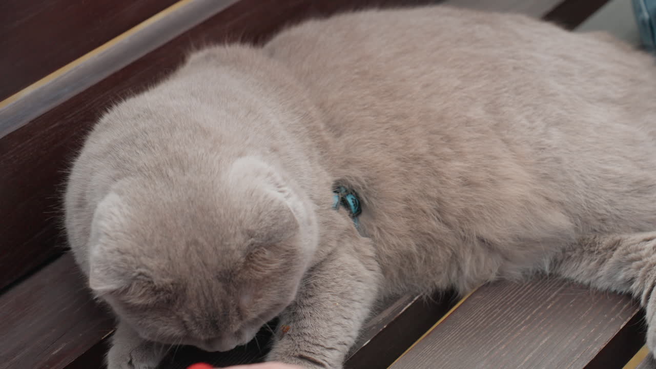 Sleepy Cat Accepts Snack From Hand Lounging On Wooden Bench Gentle Coaxing By Human With Red Polish Soft Purrs And Slow Blink Collar Tag Visible Serene Afternoon Mood Intimate Pet Bonding Scene