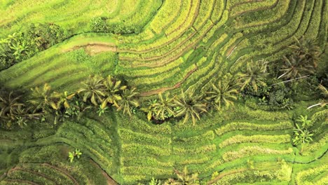 Terraced-rice-fields,-drone-lift-reveal-lush-green-wavy-hillsides-of-Jatiluwih,-Bali,-Indonesia