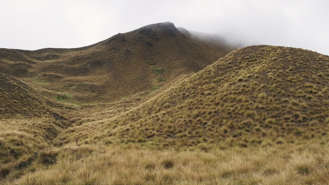 A misty and serene view of New Zealand's golden grass during a rainy day