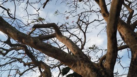 Epic tree at Fort King George Tobago, West Indies.