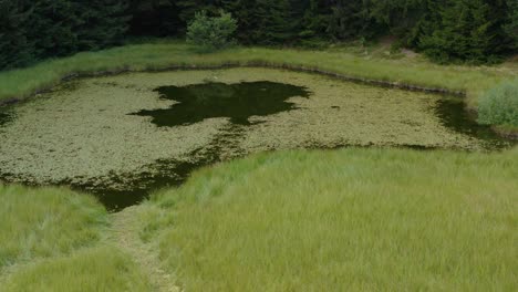 Small-pond-by-the-edge-of-the-pine-forest-in-Golija,-Serbia--low-aerial