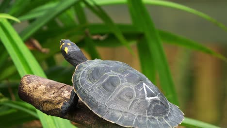 tortuga juvenil de río con manchas amarillas, podocnemis unifilis, disfrutando de un tronco sumergido junto al lago bajo la luz del sol, fotografía de cerca de una especie de reptil vulnerable