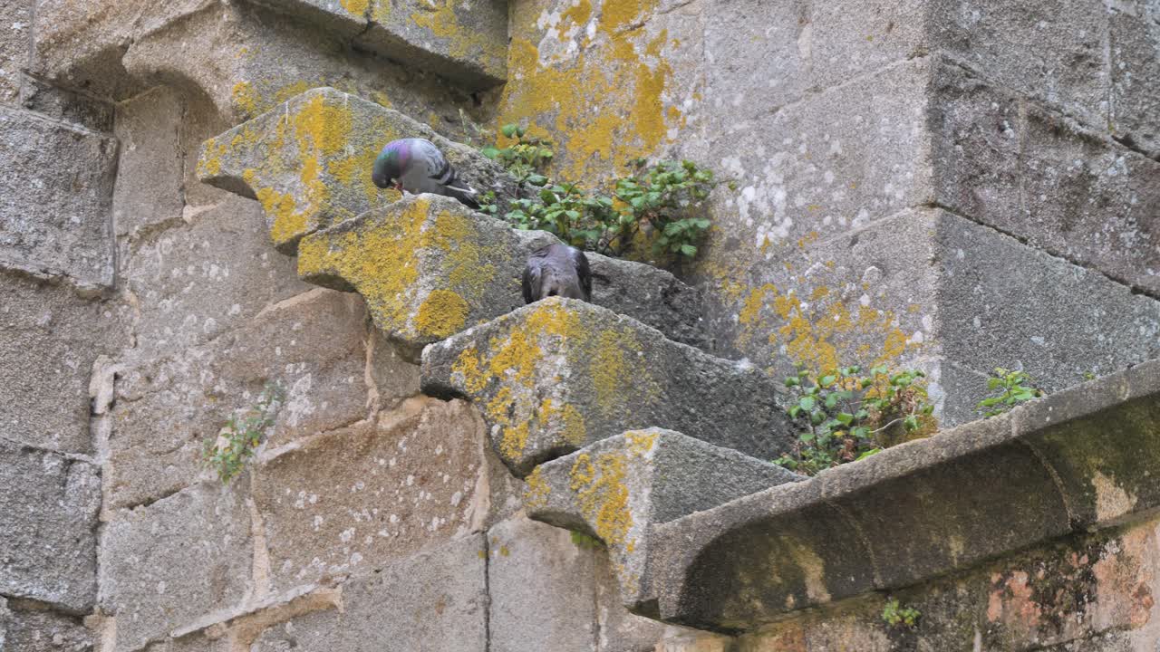 Mont Saint Michel'deki eski kalenin kulesinin merdivenlerindeki güvercinler.