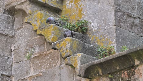 Pigeons-on-the-stairs-of-the-tower-of-the-old-fortress-in-Mont-Saint-Michel