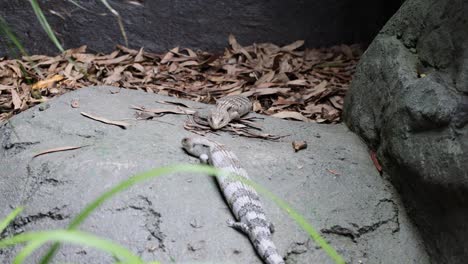 snail slowly traverses a textured stone pathway