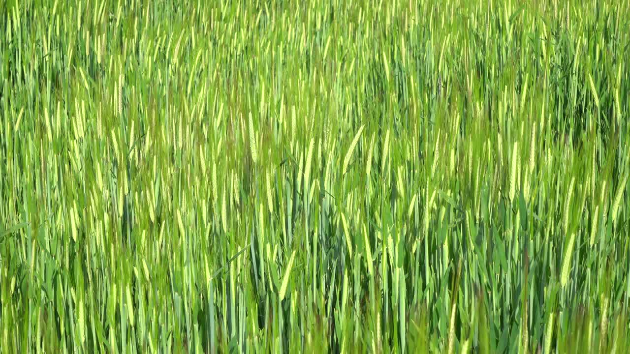 campo de cebada verde, avena en el campo