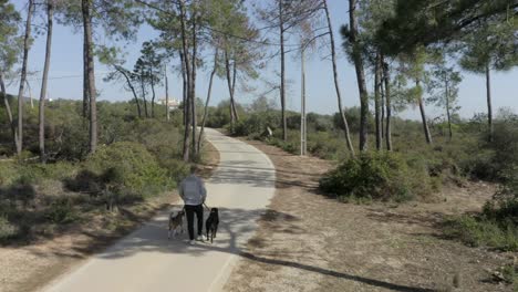 caucasian male walks two dogs through a forest pathway as drone ascends above tree tops, aerial