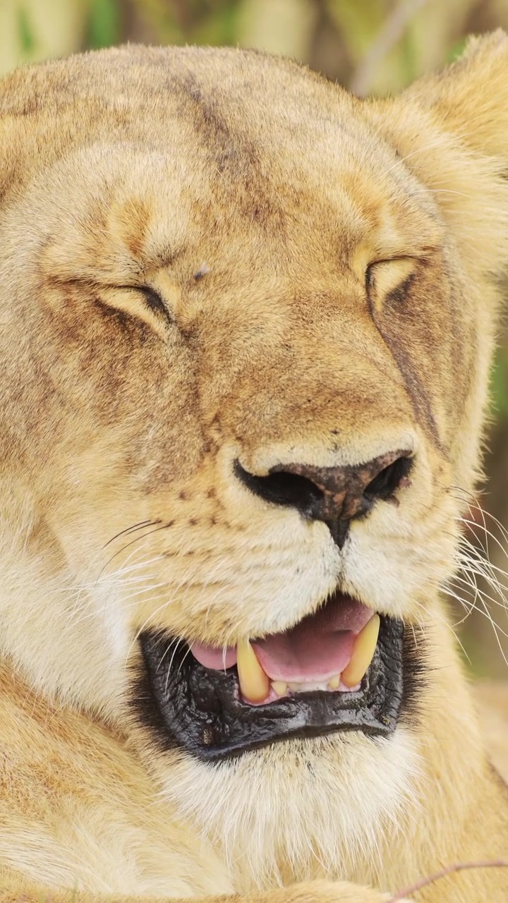 Video vertikal singa Afrika untuk media sosial, ideal untuk Instagram Reels dan TikTok. Menampilkan hewan-hewan Afrika di Safari Margasatwa Afrika, Kenya, di Maasai Mara