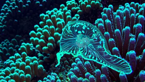 medusas brillantes en el arrecife de coral