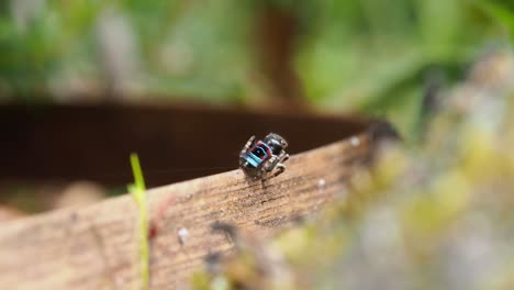 Peacock-spider-Maratus-karrie-male-shows-colors,-crawl-to-exit