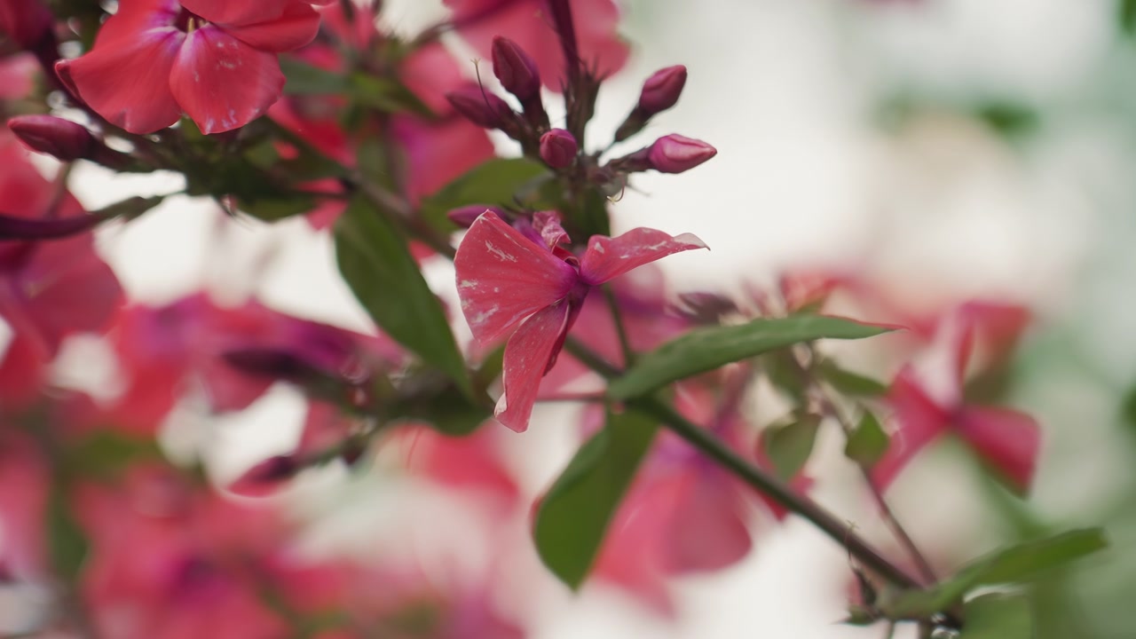 Close-up Bunga Phlox Merah Muda Cerah dengan Daun Hijau