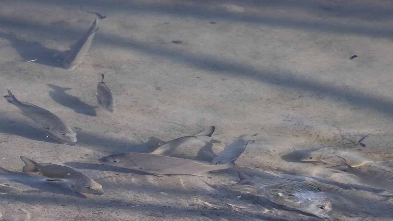 모래 위에 날아다니는 물고기, 아마도 혔을지도 모릅니다.