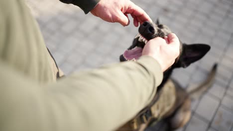 a man pet owner is checking his shepherd breed dog teeth for cavity and caries