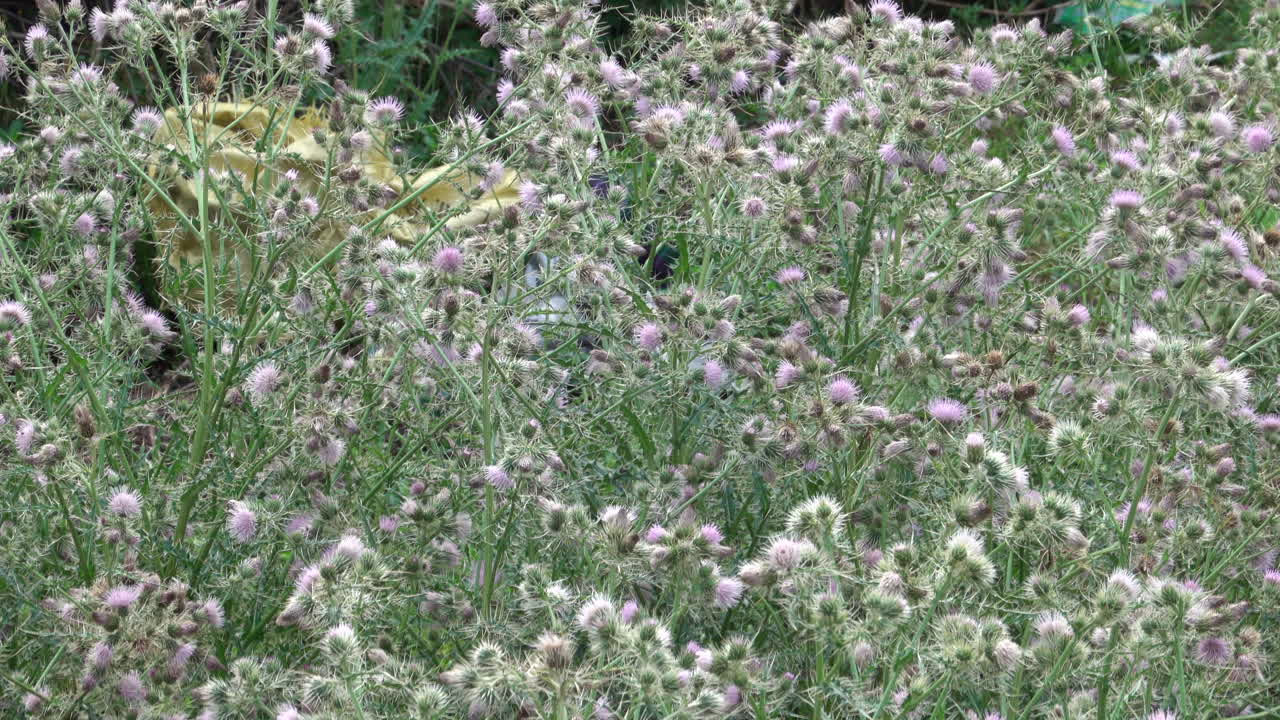 A patch of thistles in the light of the early morning.