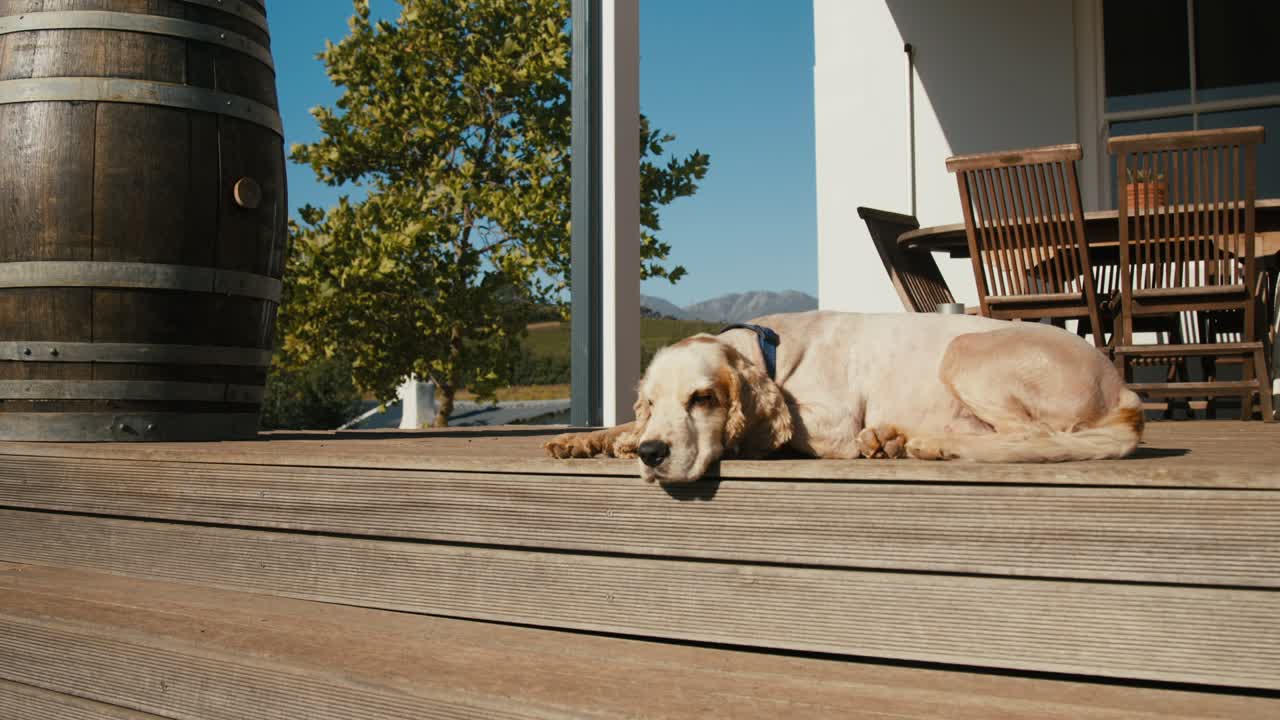 White dog relaxing on the wooden flooring in Africa