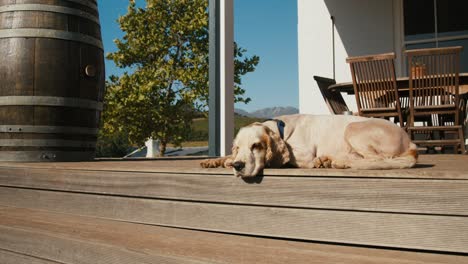 white dog relaxing on the wooden flooring in africa