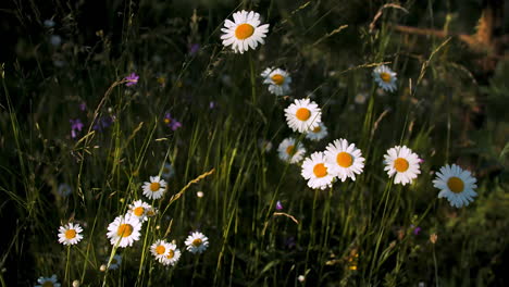 Daisy Field in Sunlight