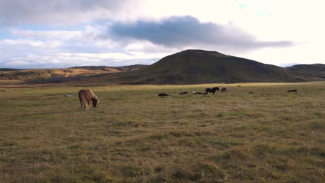 herd of icelandic horses grazing in a grass plain below a hill, cloudy