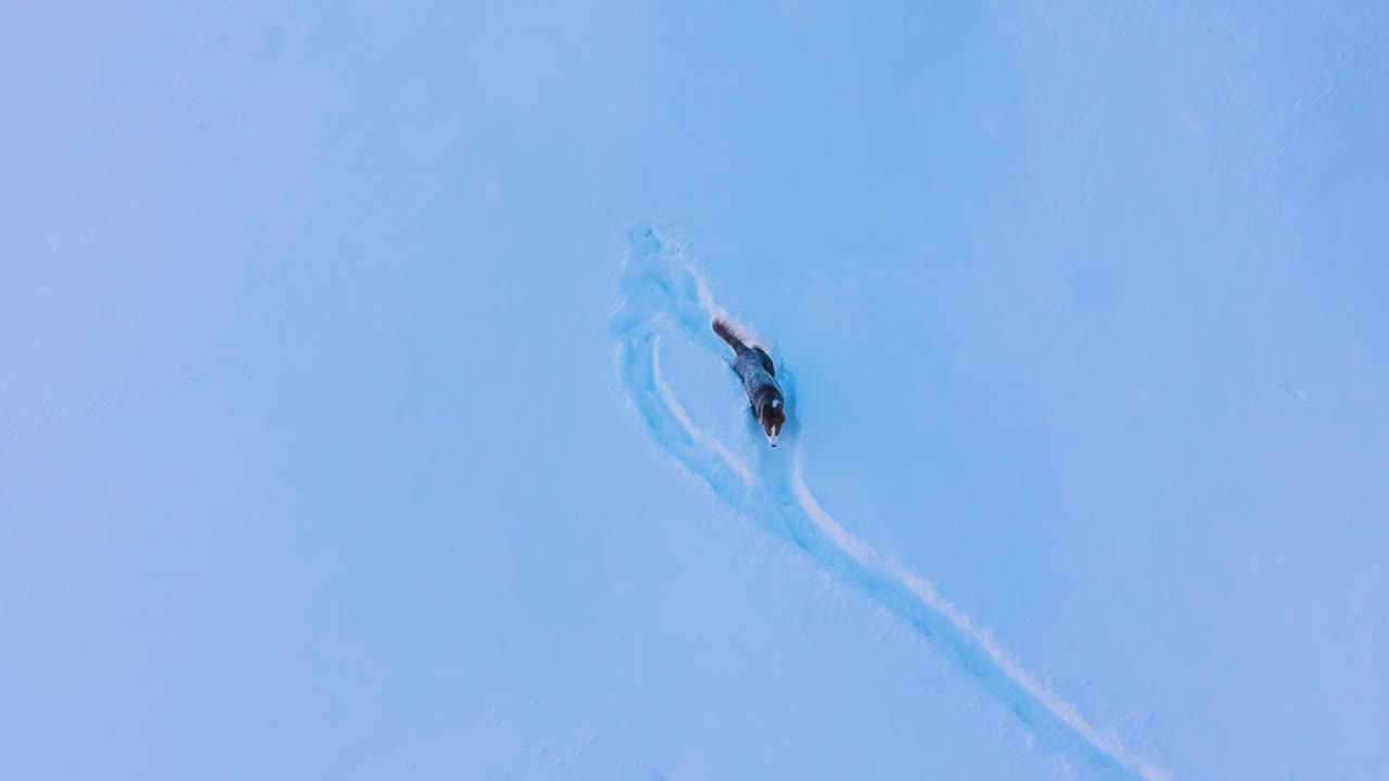 눈 속에서 즐거운 시간을 보내는 사랑스러운 강아지 -공중