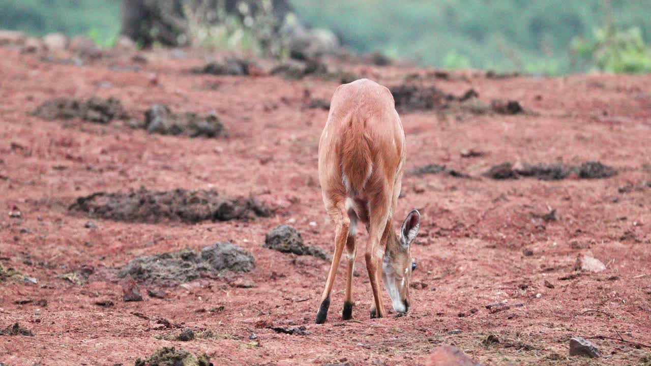 un antílope en la naturaleza en la cordillera de aberdare, kenia - toma amplia
