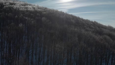 drone rise over trees with frozen branches in sunny winter day
