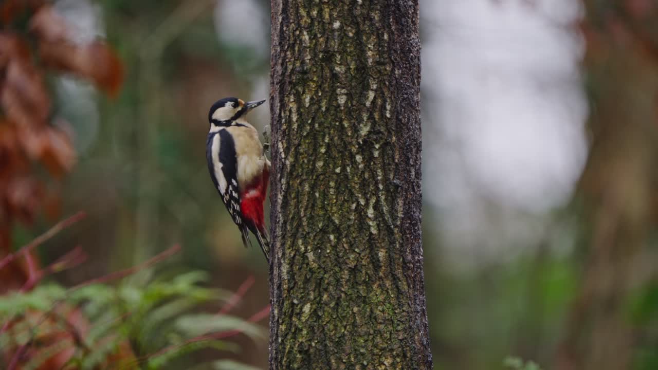 Woodpecker perched near evergreen needles, soft autumn forest tones and shallow background