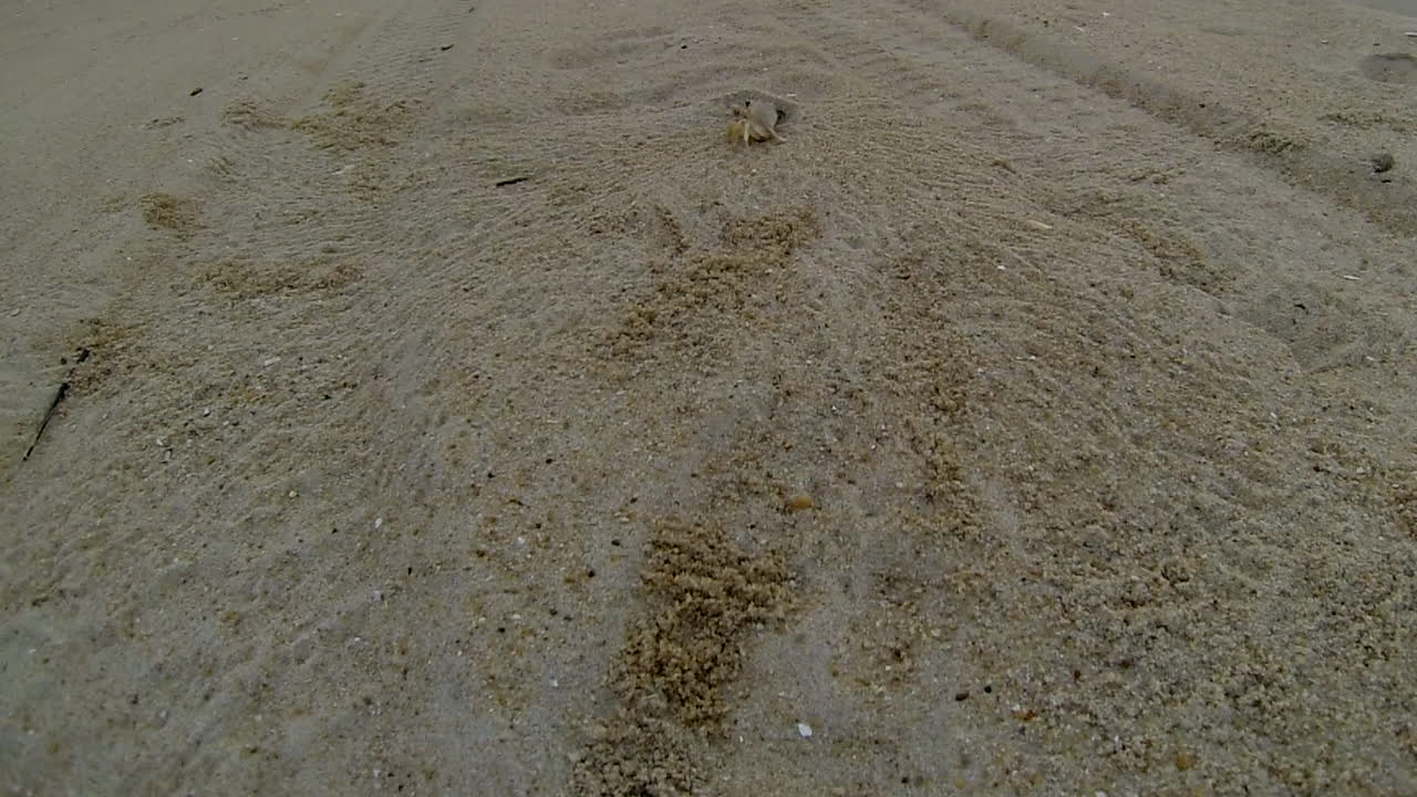 대서양 유령 게는 굴에서 모래를 파고 구멍으로 다시 돌진합니다.