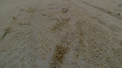 Atlantic-Ghost-Crab-digs-sand-from-burrow-and-scurries-back-into-hole