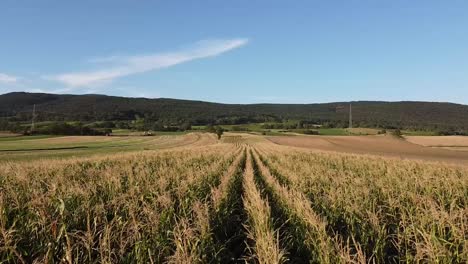 drone flies close over a corn field in summer in summer