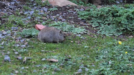 Little-chubby-Sloggett-Vlei-Rat,-or-Ice-Rat,-eats-food-in-green-grass